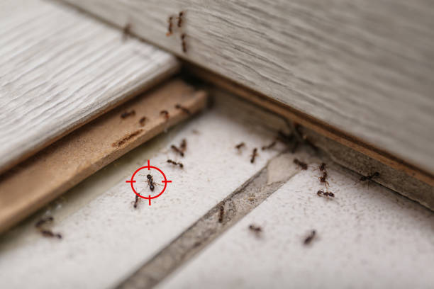 Best Flea Control Services  in Dora, AL